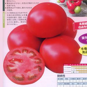 風林火山セブン 500粒 トマト とまと 蕃茄 【ナント 種 たね タネ 】【通常5倍 5のつく日は...