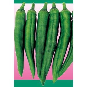 サラダ甘長 500粒 唐辛子 とうがらし トウガラシ 【ナント 種 たね タネ 】【通常5倍 5のつ...