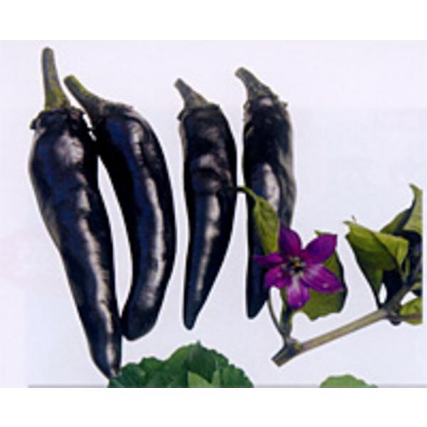 紫とうがらし 20ml 唐辛子 とうがらし トウガラシ 【ナント 種 たね タネ 】【通常5倍 5の...