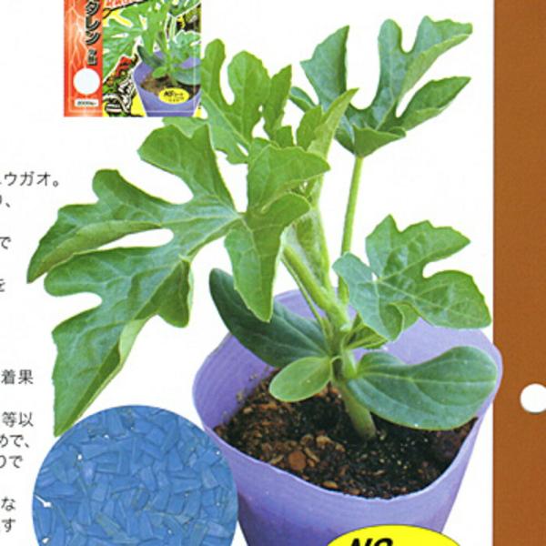 FR-ヘコタレン 400粒 台木 ダイギ だいぎ 【ナント 種 たね タネ 】【通常5倍 5のつく日...