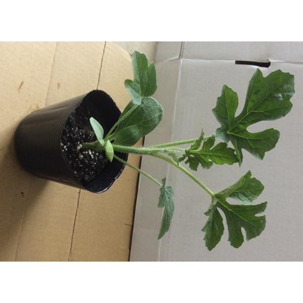 一味同心（いちみどうしん） 200粒 台木 ダイギ だいぎ 【ナント 種 たね タネ 】【通常5倍 ...