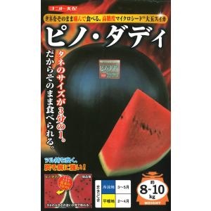 ピノダディ 100粒 スイカ すいか 西瓜 【ナ...の商品画像