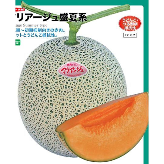 赤肉　マリアージュ盛夏系 100粒 めろん メロン 舐瓜 【ナント 種 たね タネ 】【通常5倍 5...