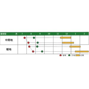 冬のサトウくん コート1000粒 キャベツ【ナ...の詳細画像1