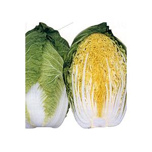 CR金鯱75 20ml 白菜 ハクサイ はくさい【ナント 種 たね タネ】【通常5倍 5のつく日はポ...