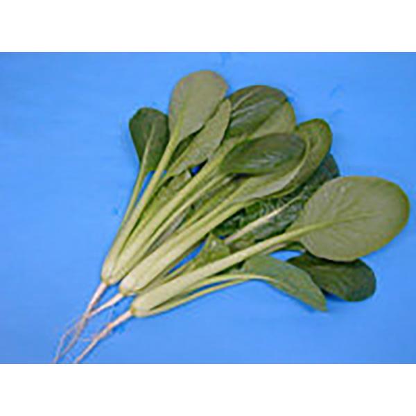 ひろみ 2dl 小松菜 コマツナ こまつな【野原種苗 種 たね タネ】【通常5倍 5のつく日はポイン...