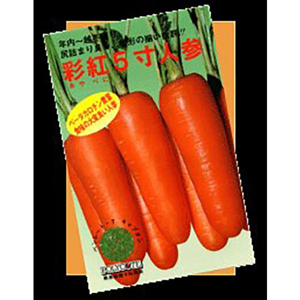 彩紅5寸(ベレット) 1万粒 ニンジン にんじん 人参【野原種苗 種 たね タネ】【通常5倍 5のつ...