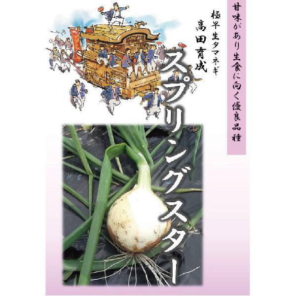 スプリングスター 100g 超極早生品種 玉ねぎ たまねぎ 玉葱 タマネギ 高田育成【高田種苗 種 ...
