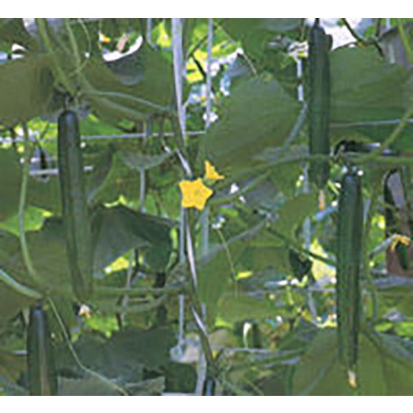 シャープ1 350粒 胡瓜 キュウリ きゅうり【シード 種 たね タネ 】【通常5倍 5のつく日はポ...