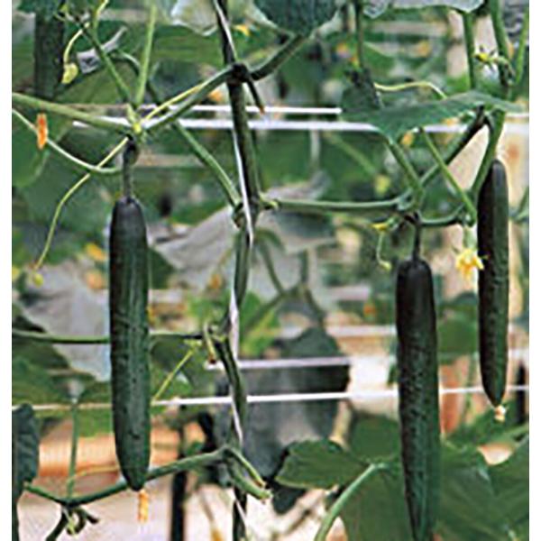 シャープ301 350粒 胡瓜 キュウリ きゅうり【シード 種 たね タネ 】【通常5倍 5のつく日...