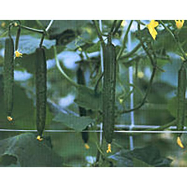 なおよし 350粒 胡瓜 キュウリ きゅうり【シード 種 たね タネ 】【通常5倍 5のつく日はポイ...