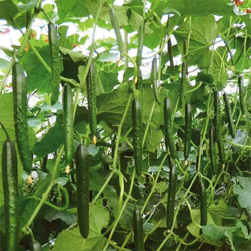 シャープ50(S-50) 350粒 胡瓜 キュウリ きゅうり【シード 種 たね タネ 】【通常5倍 ...