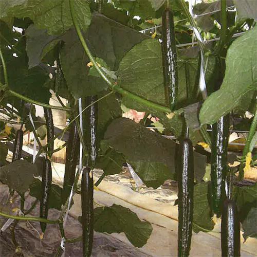 ゆりあ 350粒 胡瓜 キュウリ きゅうり【シード 種 たね タネ 】【通常5倍 5のつく日はポイン...