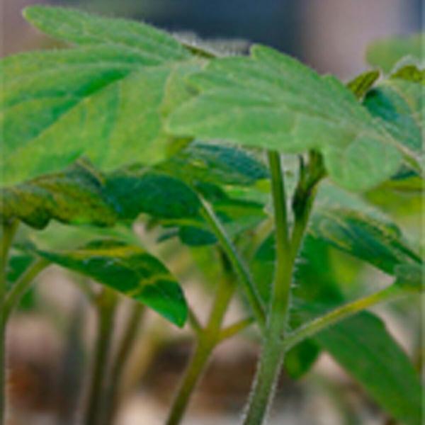 トマト台木 アーノルド 1000粒 台木 ダイギ だいぎ【シンジェンタ ?種 たね タネ】【通常5倍...