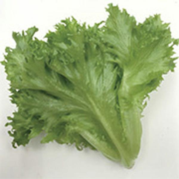 リーフレタス スマシャキ コート 5000粒 レタス【シンジェンタ ?種 たね タネ】【通常5倍 5...