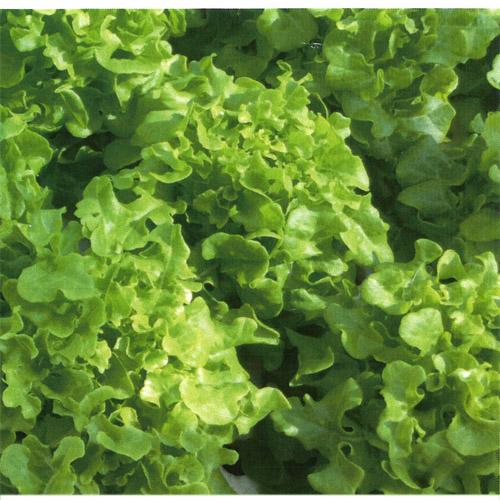 ヒカリオ コート5000粒 リーフレタス レタス 【シンジェンタ レタス種 たね タネ】【通常5倍 ...