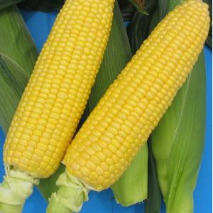 イエロー早生 味来1364 2000粒入 イエロー早生 味来1364 2000粒入