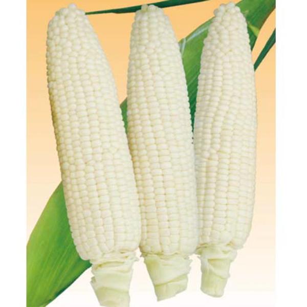 とうもろこし 白い恵味 2000粒 とうもろこし トウモロコシ 玉蜀黍  【清水種苗 種 たね タネ...