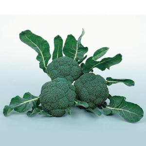 アーリーキャノン ブロッコリー コート種子 5000粒 ブロッコリー種子