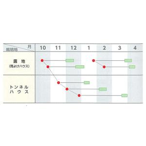 はまつづき 小松菜 2dl 小松菜 コマツナ ...の詳細画像2