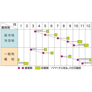 頼光 チンゲンサイ (SC8-119) 20m...の詳細画像1