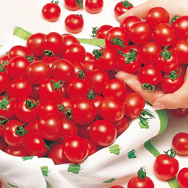 トマト ミニキャロル 5ml トマト とまと 蕃茄【サカタ 種 たね タネ】【通常5倍 5のつく日は...