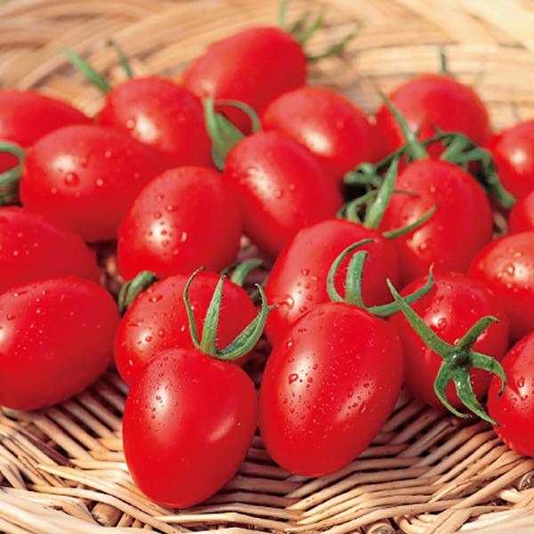 アイコ トマト PRIMAX1000粒 トマト とまと 蕃茄【サカタ 種 たね タネ】【通常5倍 5...