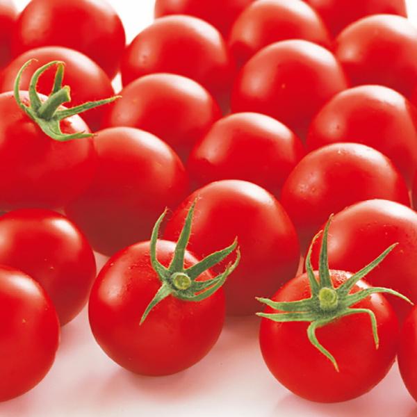 PRIMAXシンディースイート中玉トマト PRIMAX1000粒 トマト とまと 蕃茄【サカタ 種 ...