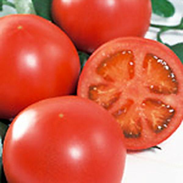 PRIMAX りんか409 トマト PRIMAX1000粒 トマト とまと 蕃茄【サカタ 種 たね ...