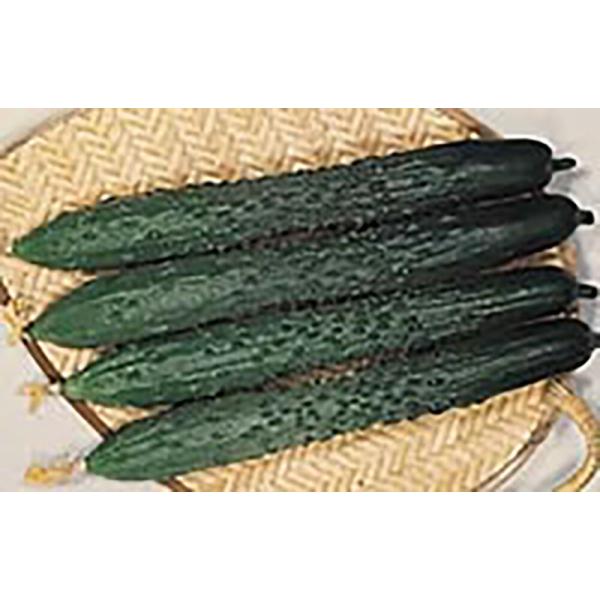 黒さんご胡瓜 20ml 胡瓜 キュウリ きゅうり黒さんご胡瓜 20ml【通常5倍 5のつく日はポイン...