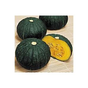 メルヘン南瓜 100粒 南瓜 カボチャ かぼちゃ【サカタ 種 たね タネ】【通常5倍 5のつく日はポ...