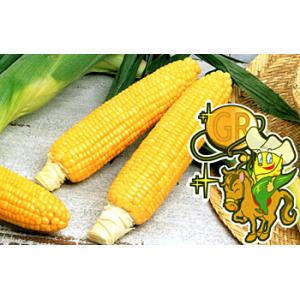 大特価！】野菜の種/種子 おおもの・とうもろこし・スイートコーン