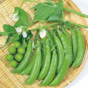 SK9-099 ブロッコリー種子 ペレット5000粒 【野菜種子】【サカタのタネ