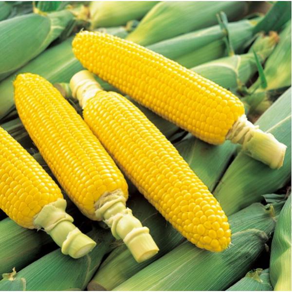 みわくのコーンゴールドラッシュ 2000粒 とうもろこし トウモロコシ 玉蜀黍  【サカタ 種 たね...