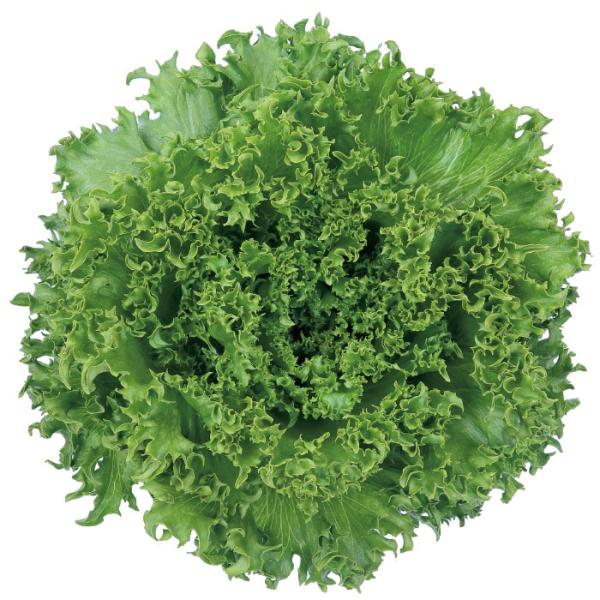 バイシクル ペレット5000粒 レタス 【サカタ 種 たね タネ】【通常5倍 5のつく日はポイント1...