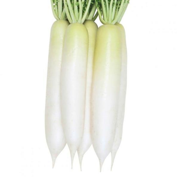 秋健大根 2dl 大根 ダイコン だいこん 山陽交配 【山陽種苗 種 たね タネ 】【通常5倍 5の...