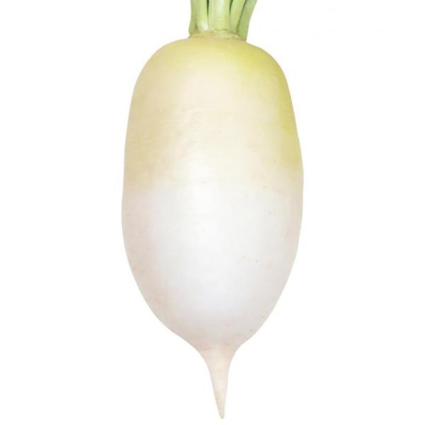 味グルメ 2dl 大根 ダイコン だいこん 山陽交配 【山陽種苗 種 たね タネ 】【通常5倍 5の...