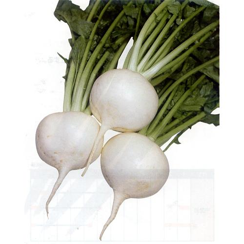大鏡大蕪 1dl かぶ カブ 蕪 山陽交配 【山陽種苗 種 たね タネ 】【通常5倍 5のつく日はポ...