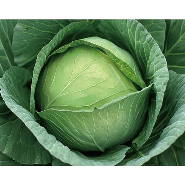 凛(りん) 5000粒(Lコート) キャベツ 山陽交配 【山陽種苗 種 たね タネ 】【通常5倍 5...