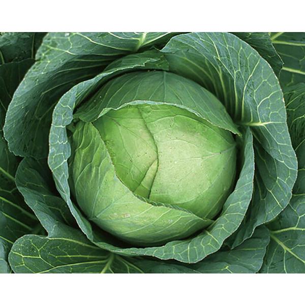 新青二号 2000粒 キャベツ 山陽交配 【山陽種苗 種 たね タネ 】【通常5倍 5のつく日はポイ...