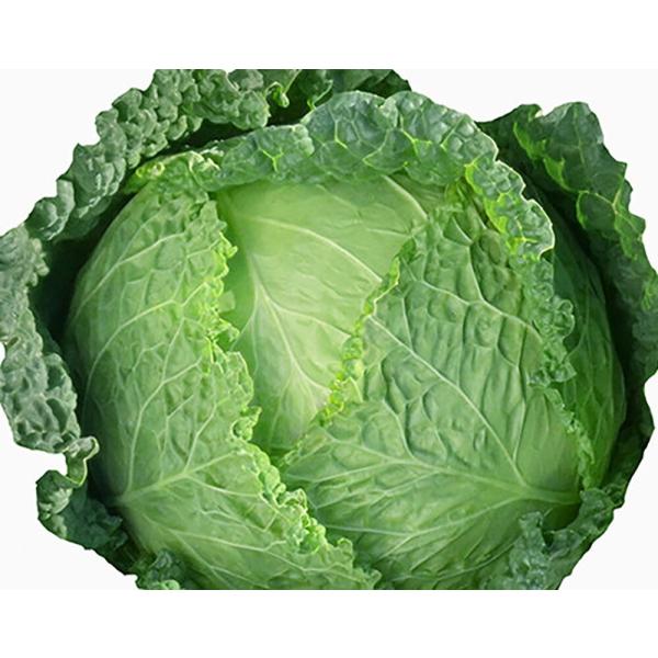 ちりめん種 エンペラー 2000粒 キャベツ 山陽交配 【山陽種苗 種 たね タネ 】【通常5倍 5...