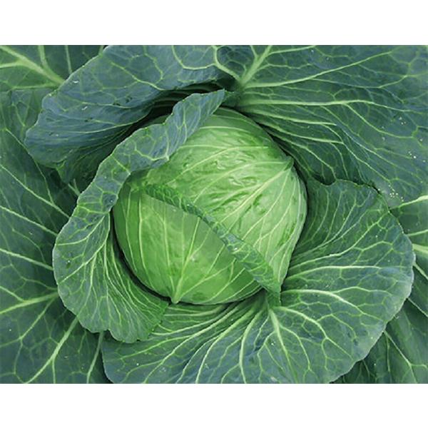 五月晴 2000粒 キャベツ 山陽交配 【山陽種苗 種 たね タネ 】【通常5倍 5のつく日はポイン...