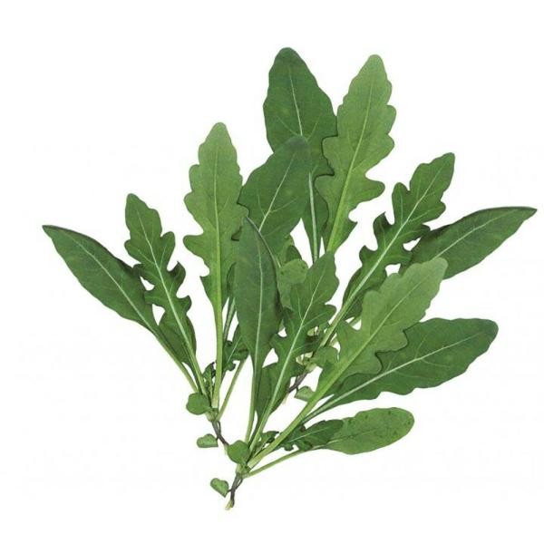 ワイルドルッコラ(セルバティカ) 20ml ハーブ【山陽種苗 種 たね タネ 】【通常5倍 5のつく...