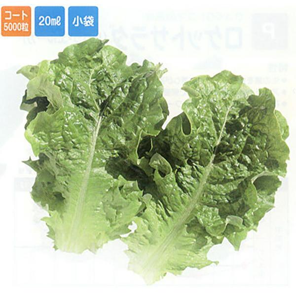 夏用かきちしゃ(夏用チマサンチュ青) 5000粒(lコート) レタス【山陽種苗 種 たね タネ 】【...