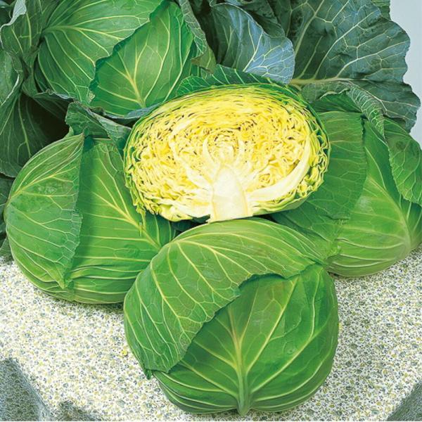 彩音甘藍 タキイ交配 コート5000粒 キャベツ 甘藍 かんらん カンラン【タキイ 種 たね タネ】...