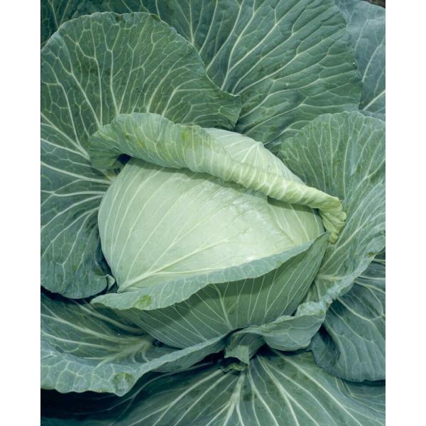 一号甘藍(もみじ) タキイ交配 2000粒2センR キャベツ 甘藍 かんらん カンラン【タキイ 種 ...