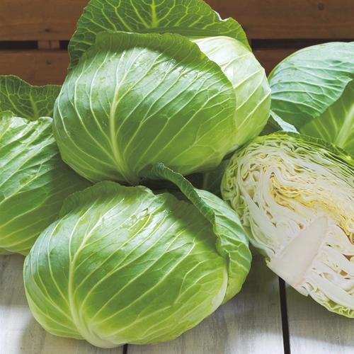 おきなSP甘藍 タキイ交配 2000粒2センR キャベツ 甘藍 かんらん カンラン【タキイ 種 たね...