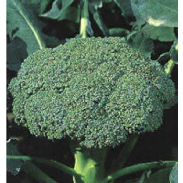 シャスター緑花椰菜(ざおう) タキイ交配 20ml カリフラワー【タキイ 種 たね タネ】【【通常5...