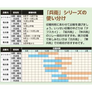 寒兵衛法蓮草 (エボプライム) タキイ交配 A...の詳細画像1