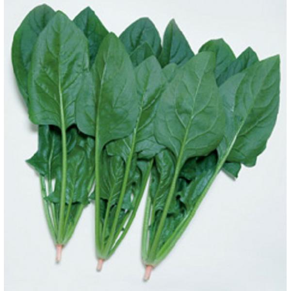 晩抽サマースカイ(エボプライム)  タキイ交配 AM3万粒30センR ほうれん草  ホウレンソウ【タ...